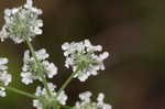 Hedge parsley